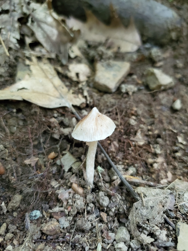 Fiber Caps from Brown County, US-IN, US on July 20, 2019 at 06:05 PM by ...