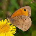 Meadow Brown - Photo (c) Allan Hopkins, some rights reserved (CC BY-NC-ND)