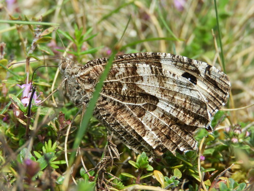 Hipparchia semele