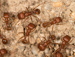 Pogonomyrmex subnitidus