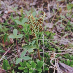 Botrychium pedunculosum