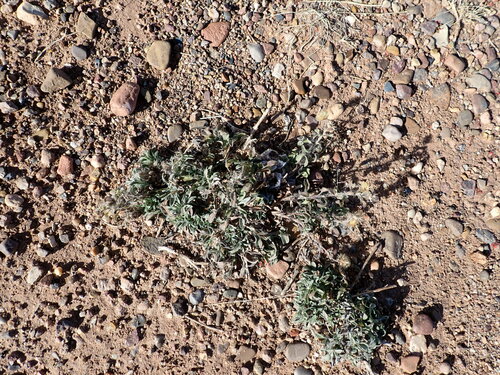 Harsh False Goldenaster