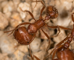 Pogonomyrmex subnitidus