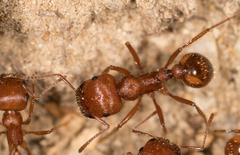 Pogonomyrmex subnitidus