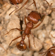 Pogonomyrmex subnitidus