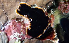 Pseudobiceros hancockanus