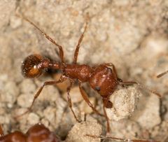 Pogonomyrmex subnitidus