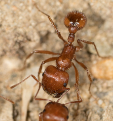 Pogonomyrmex subnitidus