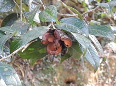 Camellia granthamiana