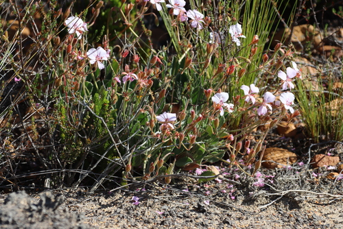 Image of Pelargonium ovale by (c) Tony Rebelo, some rights reserved (CC BY-SA)