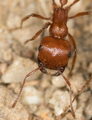 Pogonomyrmex subnitidus