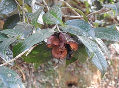Camellia granthamiana