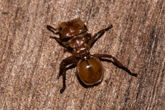 Cephalotes clypeatus