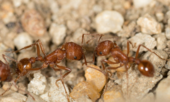 Pogonomyrmex subnitidus