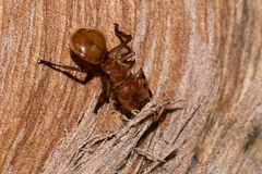 Cephalotes clypeatus
