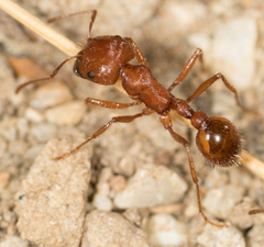 Pogonomyrmex subnitidus