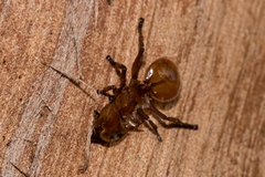 Cephalotes clypeatus