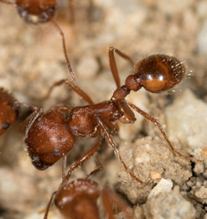Pogonomyrmex subnitidus