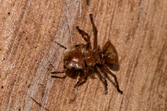 Cephalotes clypeatus