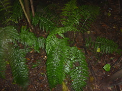 Asplenium bulbiferum