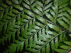 Asplenium bulbiferum