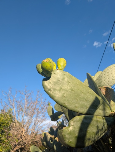 Avistamiento Chumbera (Opuntia ficus-indica)
