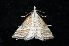 Leptosteges parthenialis