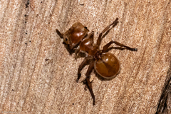 Cephalotes clypeatus