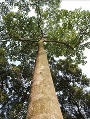 Endospermum chinense