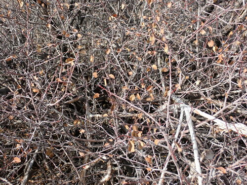 Utah Serviceberry