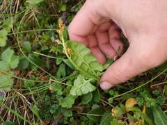 Botrychium neolunaria