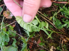 Botrychium neolunaria