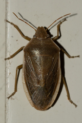 Chlorochroa senilis