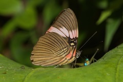 Adelpha lycorias