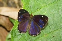 Dynamine gisella