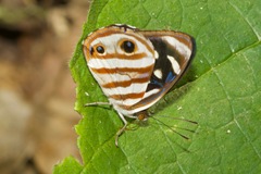 Dynamine gisella