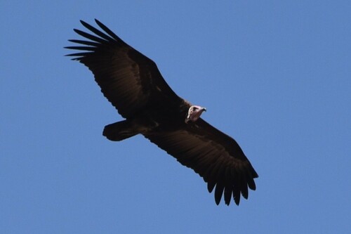 Hooded Vulture
