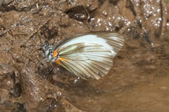 Pieriballia viardi