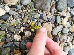 Botrychium minganense