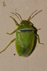 Piezodorus guildinii