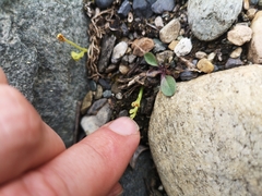 Botrychium minganense