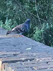 Columba livia domestica