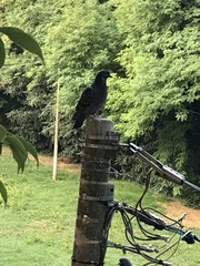 Columba livia domestica