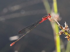 Megalagrion calliphya