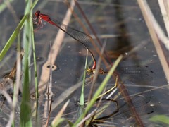 Megalagrion calliphya