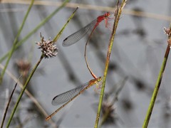 Megalagrion calliphya