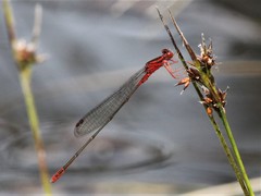 Megalagrion calliphya