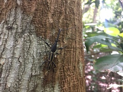 Nemorhinus myrmecophaga