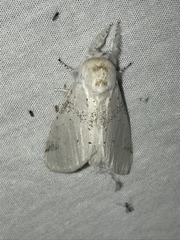 Furcula nivea