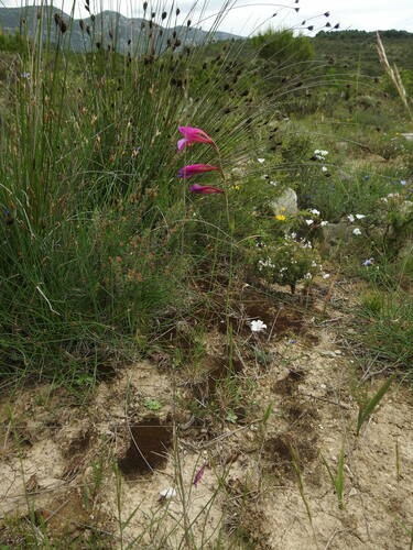Image of Gladiolus dubius by (c) Yves Bas, some rights reserved (CC BY)